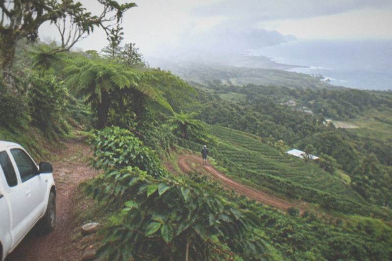 Cloud Forest, Coffee Farm and Turtle Beach Tour