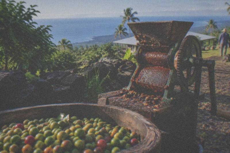 Private Crop-to-Cup Farm Tour