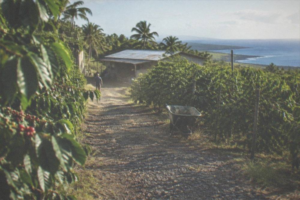 A gravel farm path winding between coffee rows toward a small barn