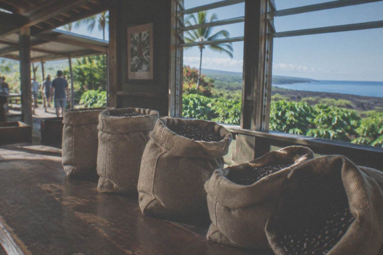 Bags of roasted Kona coffee beans lined up on a wooden farm shop counter