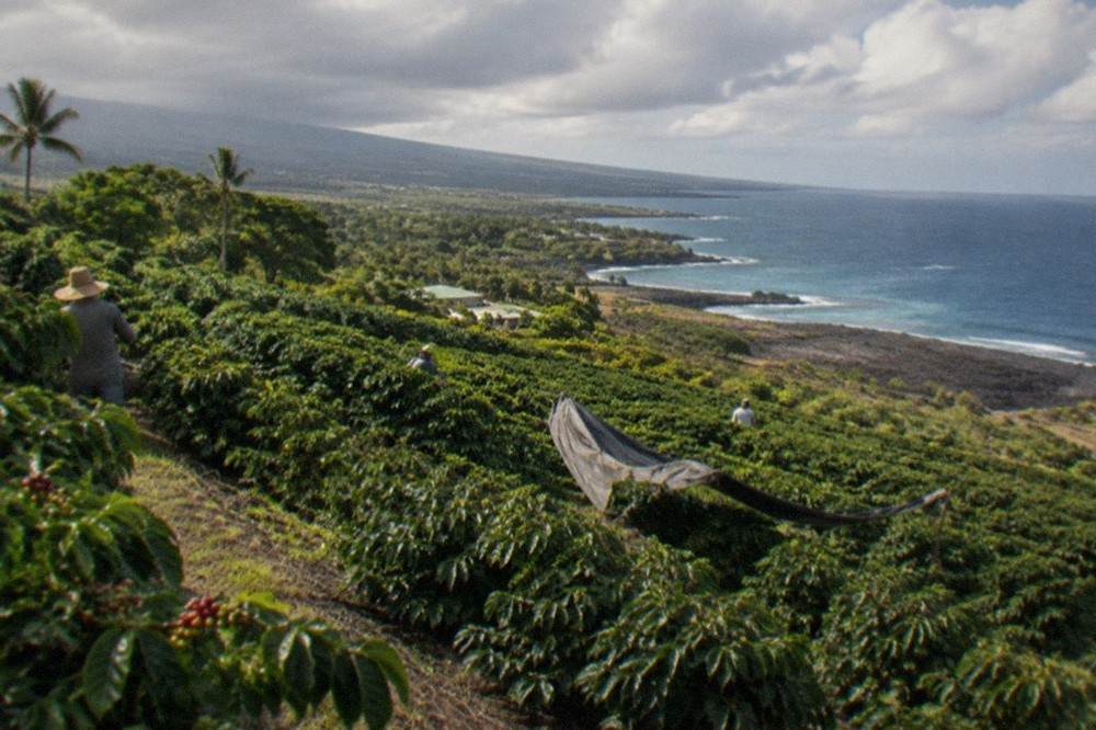 Rows of coffee trees on a terraced Kona hillside with afternoon clouds gathering over the slope