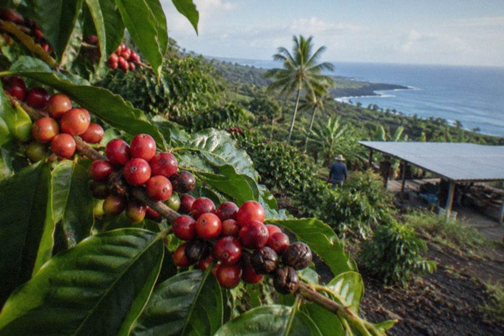 Red coffee cherries ripening on branches in a Kona orchard