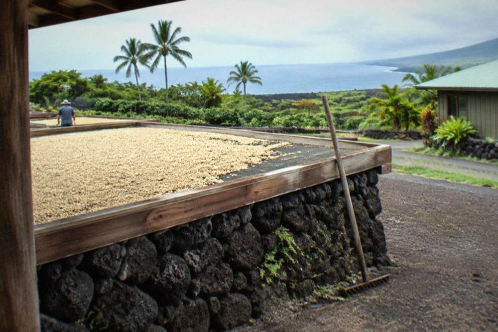 Coffee beans drying in the sun on a wooden deck at a Kona farm
