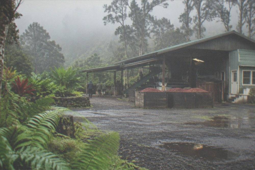 Wooden drying deck and mill building at a Kona coffee farm