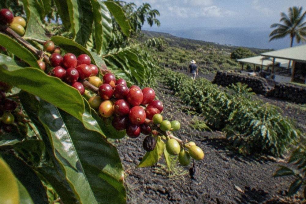 Coffee cherries in multiple ripeness stages clustered on a branch