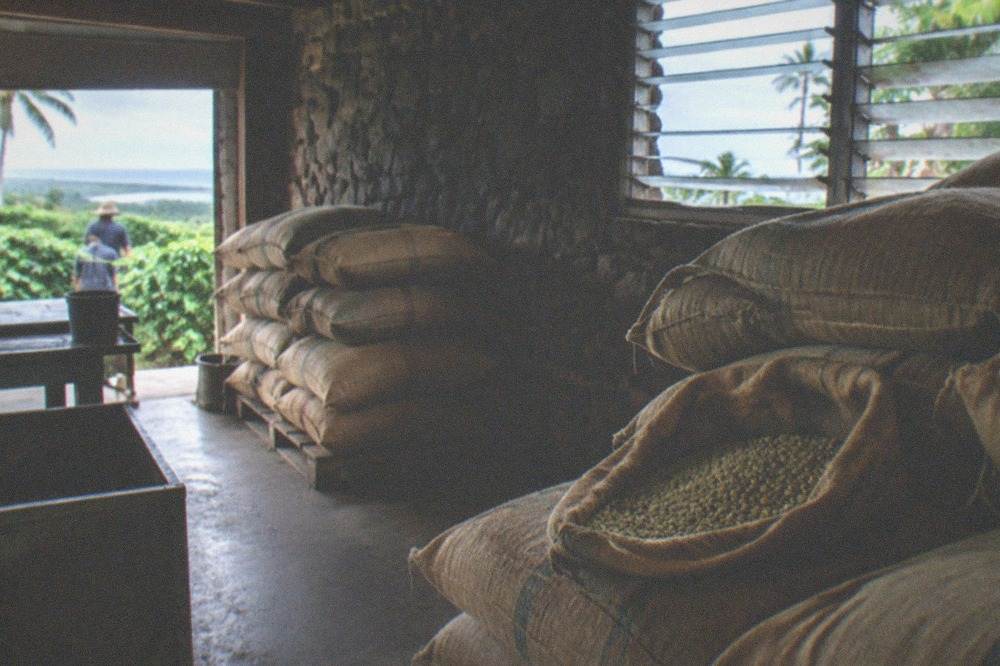Burlap sacks of green coffee beans in a farm store room