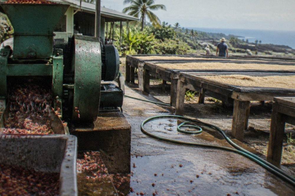 Coffee processing equipment and drying decks at a Kona coffee farm