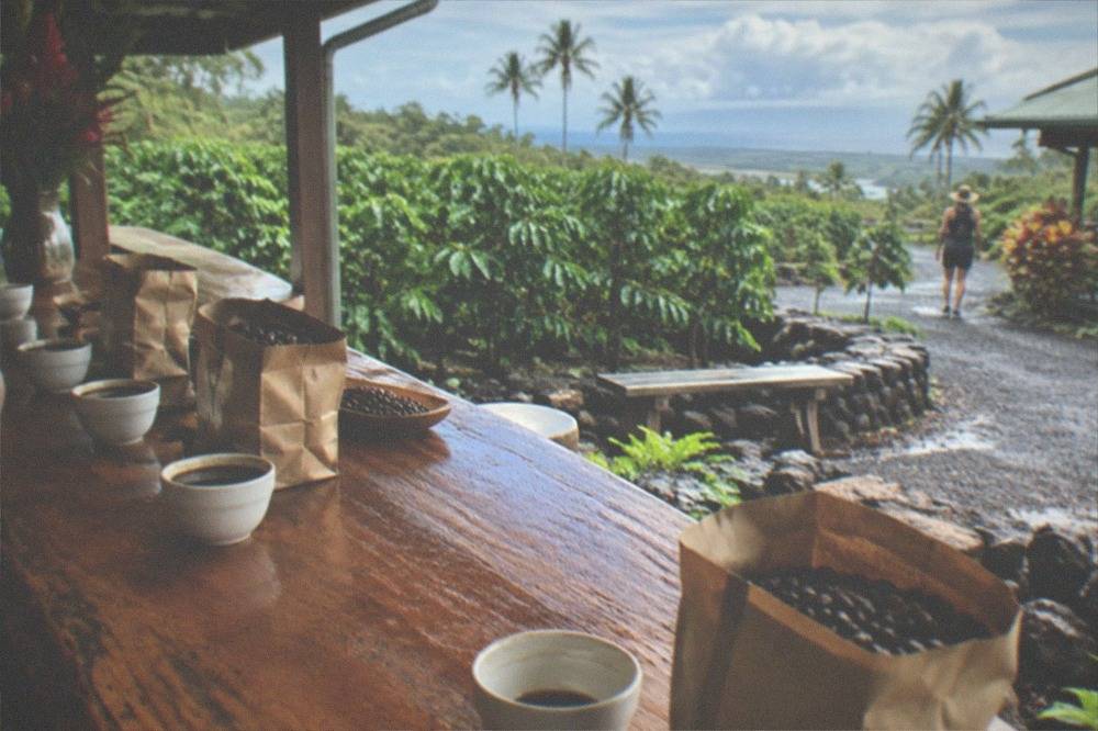 A tasting counter with coffee cups lined up beside bags of roasted beans