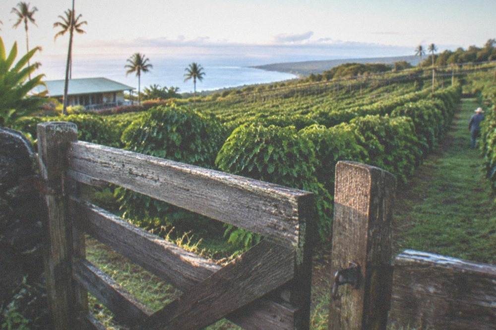 A wooden farm gate with coffee trees rows behind it on a hillside