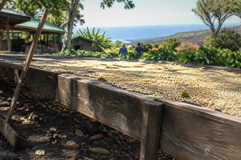 Coffee cherries sun-drying in a thin layer on a wooden drying deck