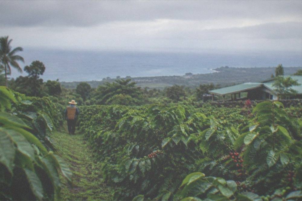 A coffee picker moving through a row of tall coffee trees with a harvest basket