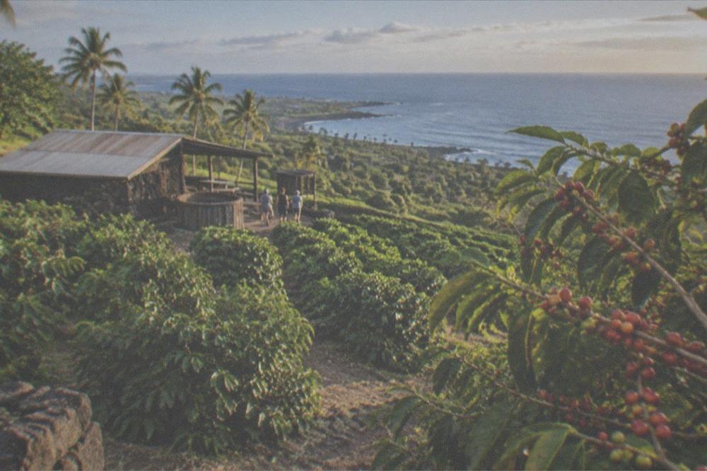 Coffee trees on a slope with the ocean visible in the distance