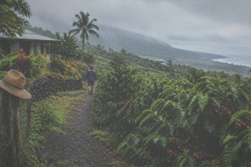 A gravel path between coffee trees with a light rain shower moving across the hillside